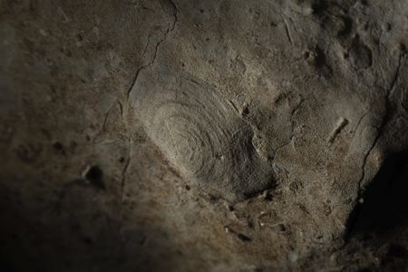 Bivalve