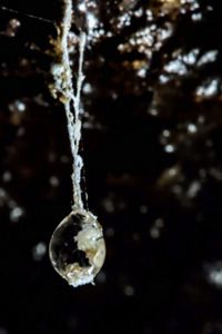 Goccia ragnatela